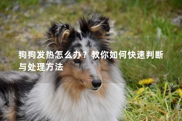狗狗发热怎么办？教你如何快速判断与处理方法