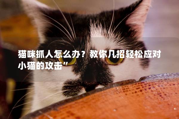猫咪抓人怎么办？教你几招轻松应对小猫的攻击”
