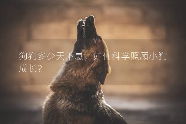 狗狗多少天下崽，如何科学照顾小狗成长？