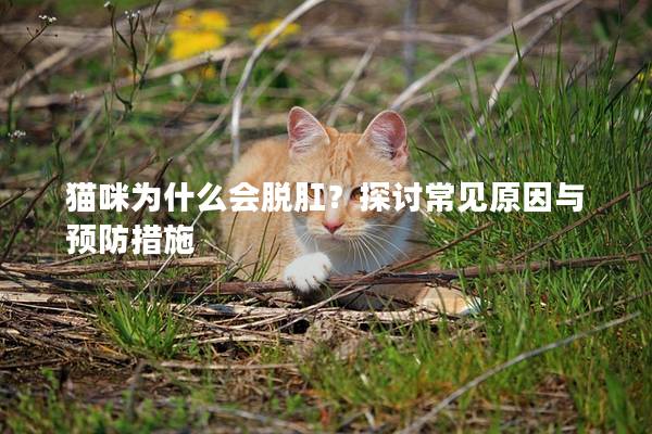 猫咪为什么会脱肛？探讨常见原因与预防措施