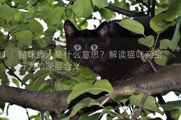 猫咪舔人是什么意思？解读猫咪亲密行为的深层含义