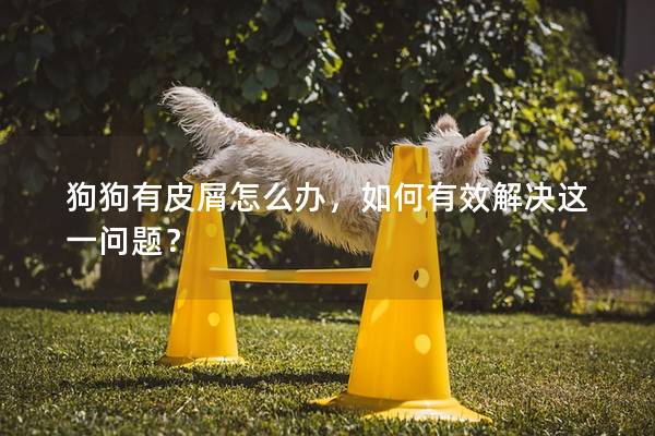 狗狗有皮屑怎么办，如何有效解决这一问题？