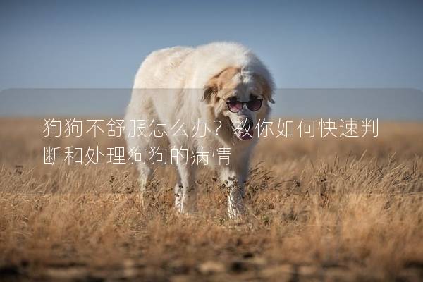 狗狗不舒服怎么办？教你如何快速判断和处理狗狗的病情