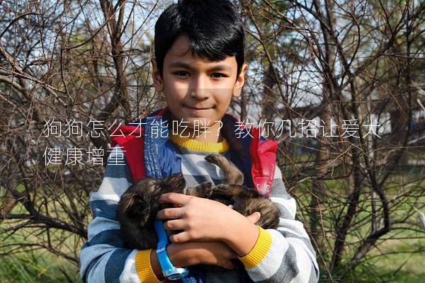 狗狗怎么才能吃胖？教你几招让爱犬健康增重