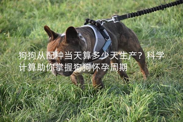 狗狗从配种当天算多少天生产？科学计算助你掌握狗狗怀孕周期