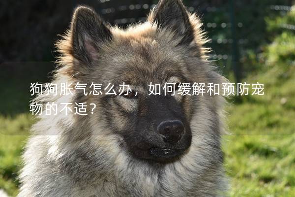 狗狗胀气怎么办，如何缓解和预防宠物的不适？