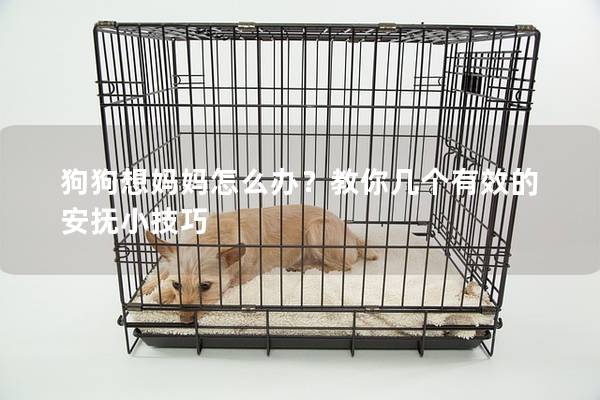 狗狗想妈妈怎么办？教你几个有效的安抚小技巧