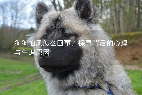 狗狗怕风怎么回事？探寻背后的心理与生理原因