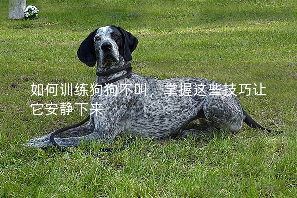 如何训练狗狗不叫，掌握这些技巧让它安静下来