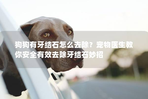 狗狗有牙结石怎么去除？宠物医生教你安全有效去除牙结石妙招