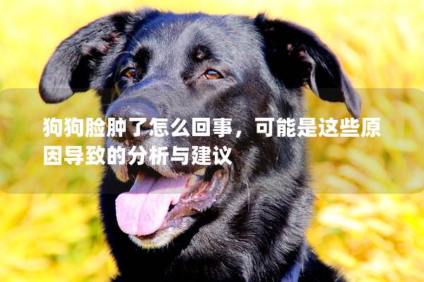 狗狗脸肿了怎么回事，可能是这些原因导致的分析与建议