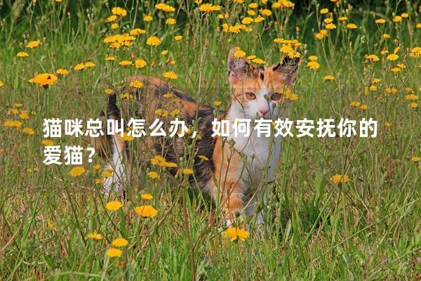 猫咪总叫怎么办，如何有效安抚你的爱猫？