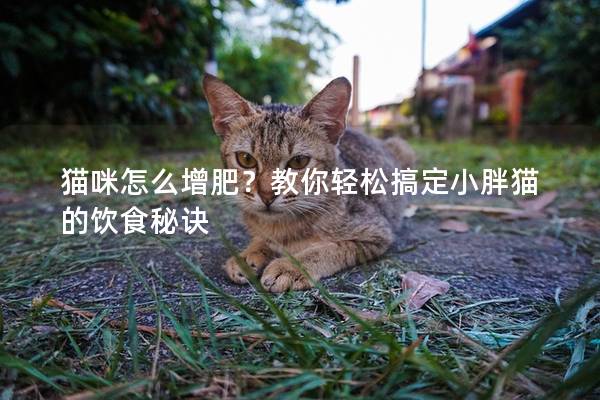 猫咪怎么增肥？教你轻松搞定小胖猫的饮食秘诀
