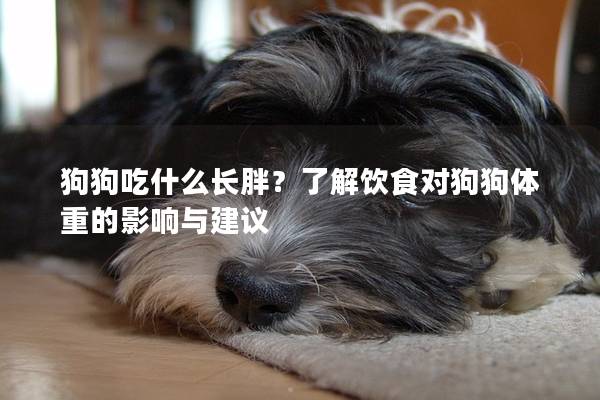 狗狗吃什么长胖？了解饮食对狗狗体重的影响与建议