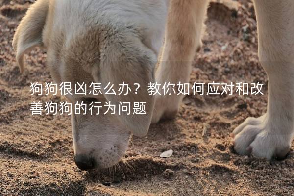 狗狗很凶怎么办？教你如何应对和改善狗狗的行为问题