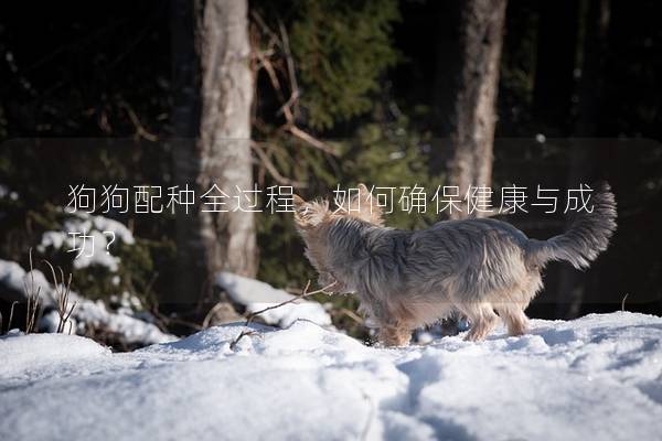 狗狗配种全过程，如何确保健康与成功？