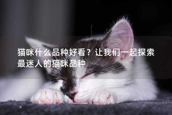 猫咪什么品种好看?让我们一起探索最迷人的猫咪品种 猫咪什么品种好看?让我们一起探索最迷人的猫咪品种