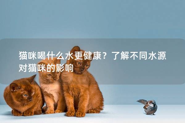 猫咪喝什么水更健康？了解不同水源对猫咪的影响