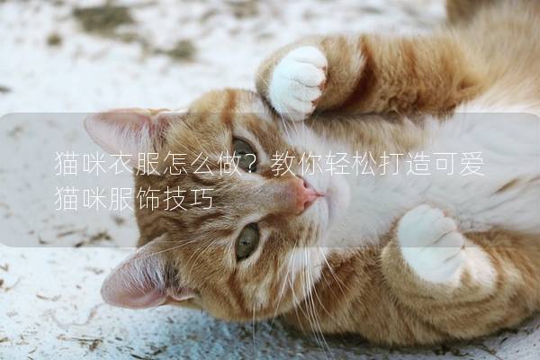 猫咪衣服怎么做？教你轻松打造可爱猫咪服饰技巧