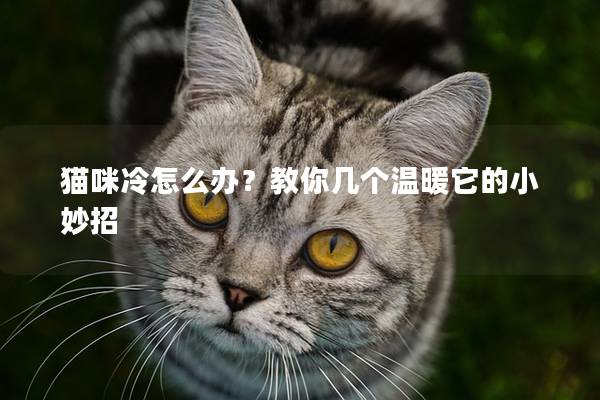 猫咪冷怎么办？教你几个温暖它的小妙招