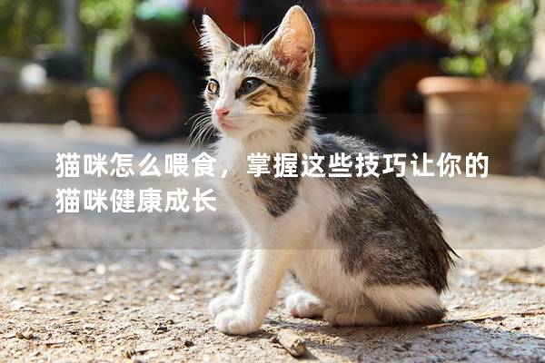 猫咪怎么喂食，掌握这些技巧让你的猫咪健康成长