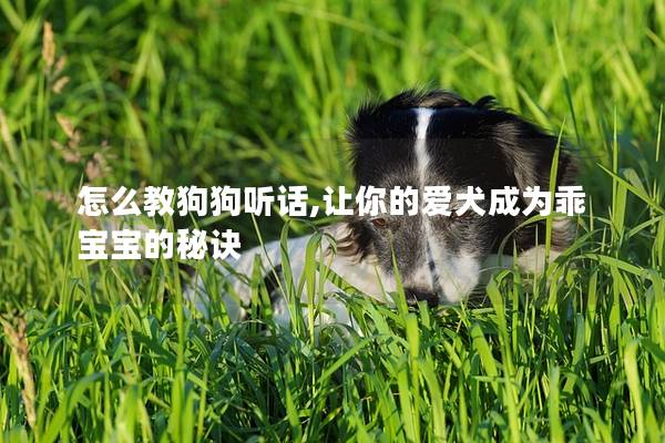 怎么教狗狗听话,让你的爱犬成为乖宝宝的秘诀