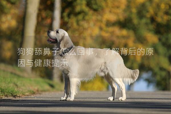 狗狗舔鼻子怎么回事，了解背后的原因与健康提示