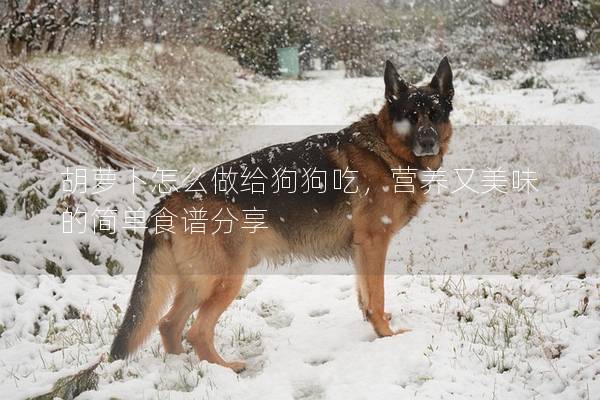 胡萝卜怎么做给狗狗吃,营养又美味的简单食谱分享 胡萝卜怎么做给狗狗吃,营养又美味的简单食谱分享