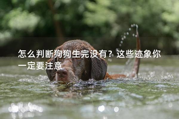 怎么判断狗狗生完没有？这些迹象你一定要注意
