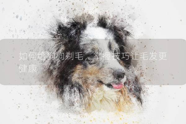 如何给狗狗剃毛，掌握技巧让毛发更健康