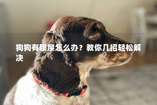 狗狗有眼屎怎么办？教你几招轻松解决