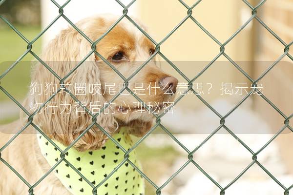 狗狗转圈咬尾巴是什么意思？揭示宠物行为背后的心理秘密