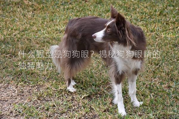 什么眼型是狗狗眼？揭秘狗狗眼睛的独特魅力