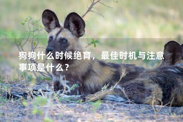 狗狗什么时候绝育，最佳时机与注意事项是什么？