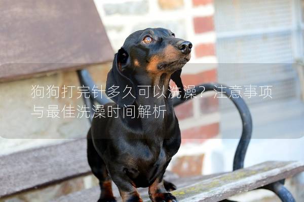 狗狗打完针多久可以洗澡？注意事项与最佳洗澡时间解析