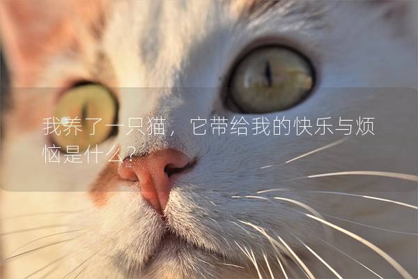 我养了一只猫，它带给我的快乐与烦恼是什么？
