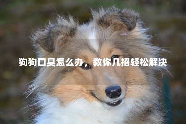 狗狗口臭怎么办，教你几招轻松解决