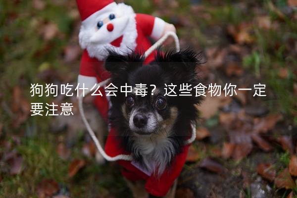 狗狗吃什么会中毒？这些食物你一定要注意