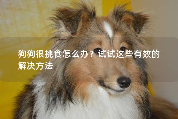 狗狗很挑食怎么办？试试这些有效的解决方法