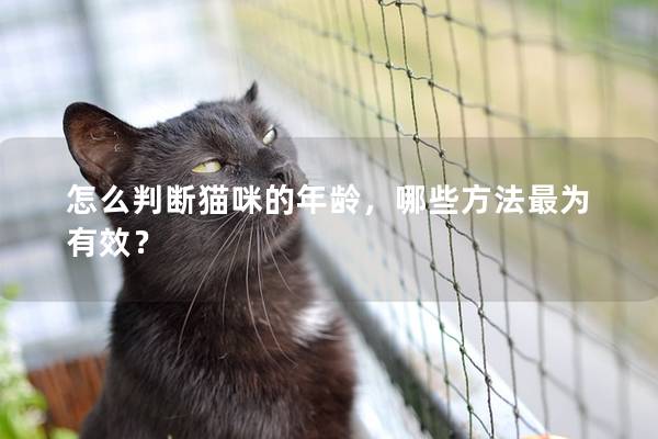 怎么判断猫咪的年龄，哪些方法最为有效？