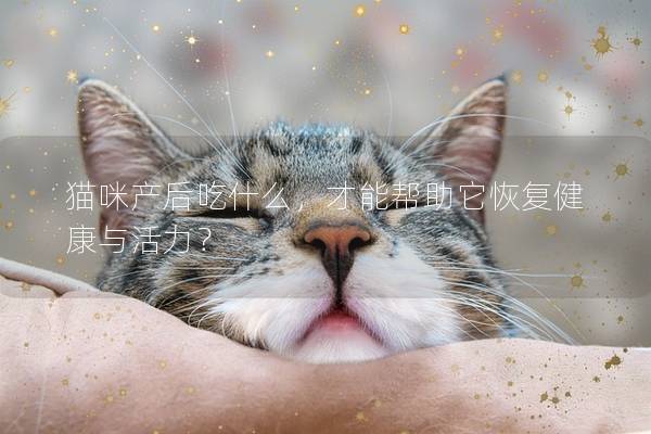 猫咪产后吃什么，才能帮助它恢复健康与活力？