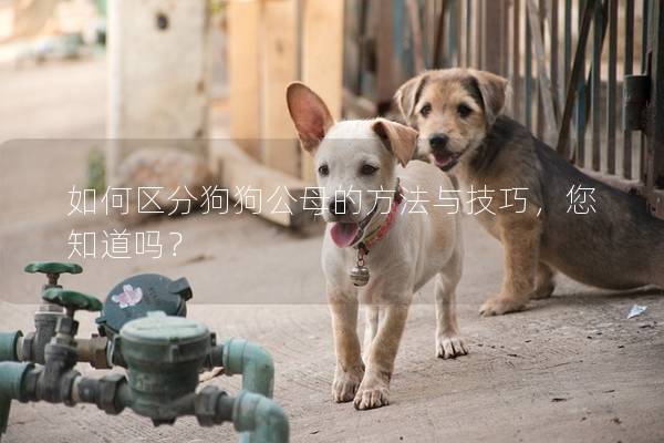 如何区分狗狗公母的方法与技巧，您知道吗？