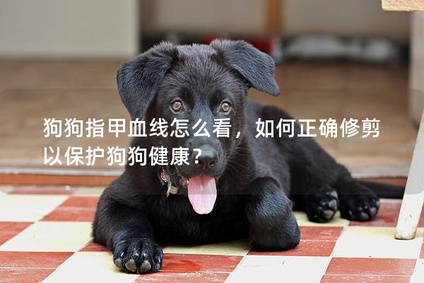 狗狗指甲血线怎么看，如何正确修剪以保护狗狗健康？
