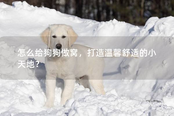 怎么给狗狗做窝，打造温馨舒适的小天地？