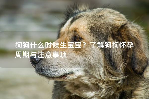 狗狗什么时候生宝宝？了解狗狗怀孕周期与注意事项