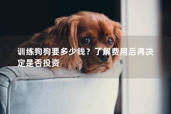 训练狗狗要多少钱?了解费用后再决定是否投资 训练狗狗要多少钱?了解费用后再决定是否投资