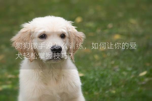 狗狗撒手没怎么训练，如何让你的爱犬轻松掌握技巧？