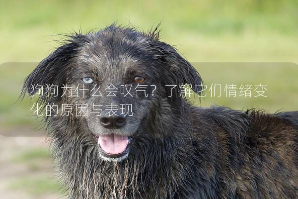 狗狗为什么会叹气？了解它们情绪变化的原因与表现