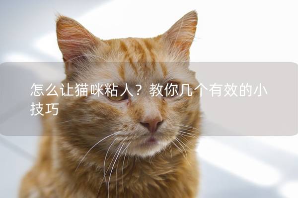 怎么让猫咪粘人？教你几个有效的小技巧