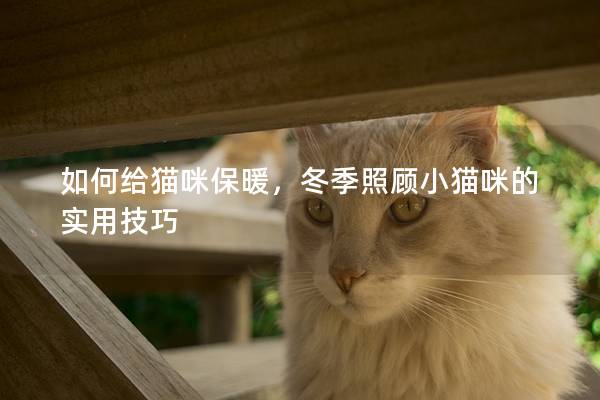 如何给猫咪保暖，冬季照顾小猫咪的实用技巧